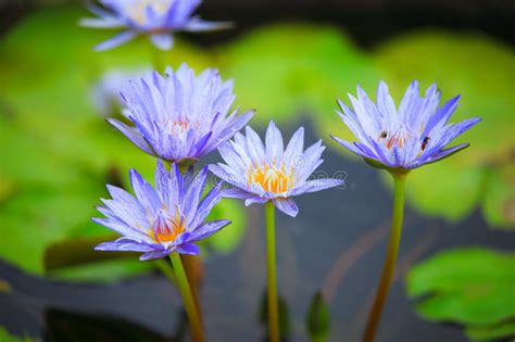 blue water lily stock image image  water  flowers