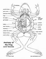Liver Frog Anatomy Drawing Under Exploringnature Human Getdrawings sketch template