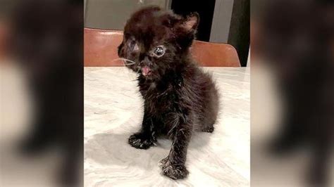 meet duo the two faced kitten with whom internet fell in love watch