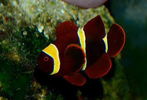maroon clownfish facts size care tank lifespan seafish