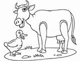 Koe Koeien Kleurplaten Animasi Sapi Mewarnai Kuh Cows Bergerak Vache Mucca Mucche Animaatjes Stemmen 1881 Animate sketch template