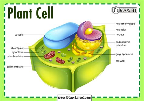 plant cell  labeled parts