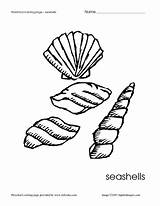Seashells Preschool Coloring Curated Reviewed sketch template