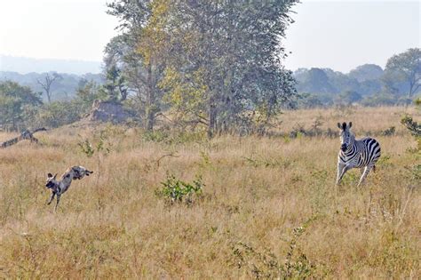 zebra chasing wild dogs stock image image  lone ugly