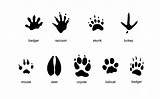 Tracks Animal Mammal Common Footprints Print Carlyn Iverson Coloring Zoo Animals Paw Foot Raccoon Mouse Deer Skunk Large Badger Snow sketch template