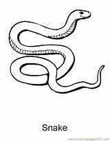 Corn Serpent Getcolorings Familyholiday sketch template