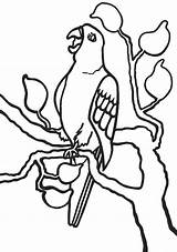 Parrot Coloring Pages Colouring Tree Kids Printable Cliparts Cartoon Parrots Colour Clipart Color Library Printables Pirates Popular sketch template