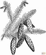 Spruce Albero Pigne Muschio Ispirazione Glauca Picea sketch template