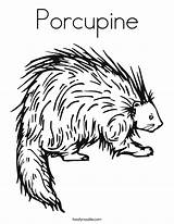 Porcupine Coloring Printable Pages Animal Preschool Porcupines Outline Twistynoodle Book Kids Crafts Drawings Built California Usa Designlooter Choose Board Noodle sketch template
