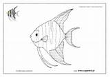 Rybki Akwariowe Skalar Akwarium Kolorowanki Kolorowanka Superkid żaglowiec sketch template