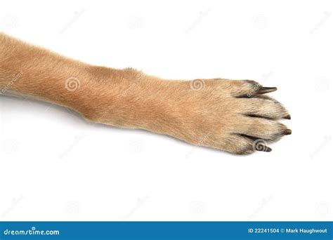 dog paws  white background stock images image