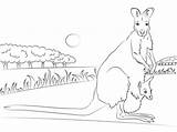 Wallaby Coloring Pages Baby Necked Red Kangaroo Printable Aboriginal Animal Template Drawing Australia Sketch Categories Kangaroos Supercoloring sketch template