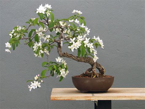 bonsai collection at the brooklyn botanic garden in new