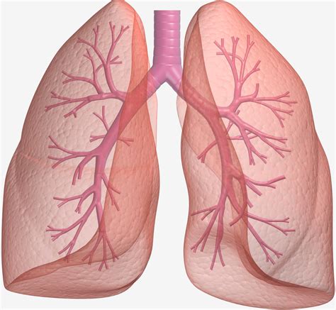 large scale genetic study sheds light  lung cancer national
