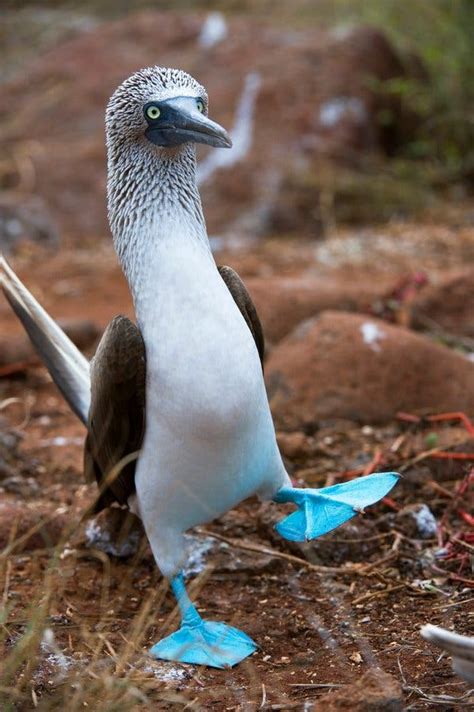 on galápagos revealing the blue footed booby s true colors the new
