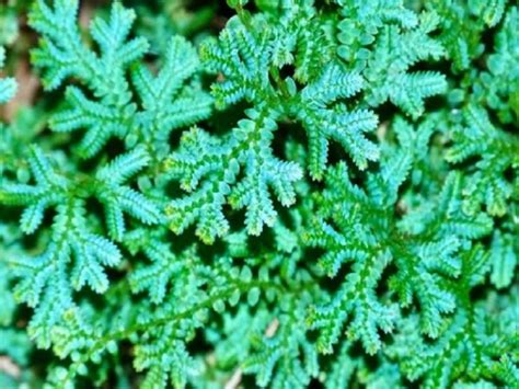 ultimate peacock fern care guide fishkeeping world