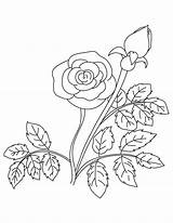 Bud Rose Coloring Bestcoloringpages Pages Printable Kids sketch template