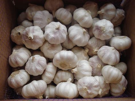 china fresh normal white garlic china fresh garlic