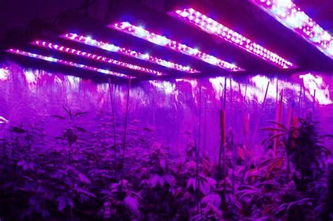 uvb led grow light  weed  reviews buying