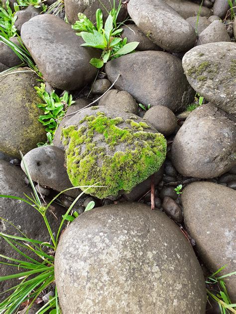 mossy rock  mossy  surrounding rocks rpics