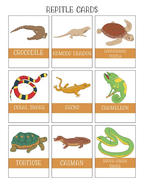 reptiles worksheets kids love  printables