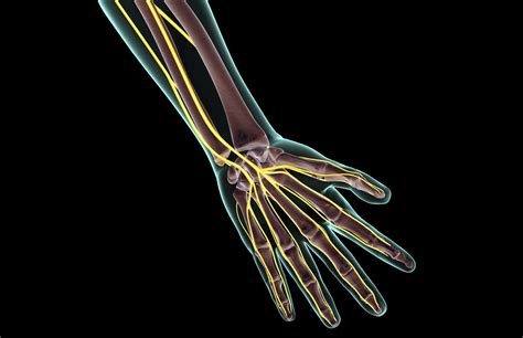 median nerve anatomy function  treatment