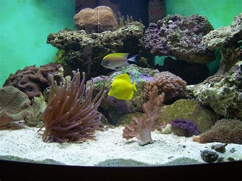 put  rock  saltwater aquariums
