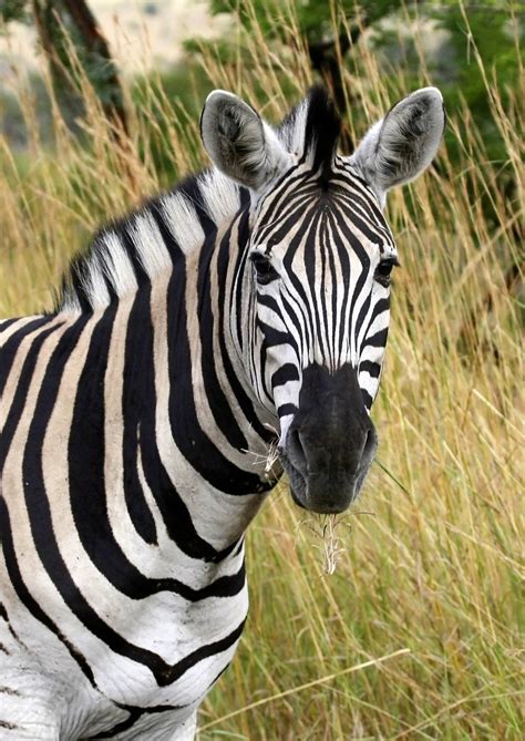 south african zebra