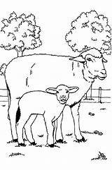 Sheep Coloring Mother Baby Her sketch template
