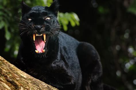 manchester panther big cat on the loose in radcliffe as