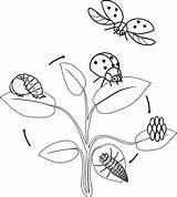 Coccinella Ciclo Ladybug Fasi Uovo Coloritura Insetto Sviluppo Adulto Fasen Kleurplaten Levenscyclus Ontwikkeling Opeenvolgende Stages Volwassen Tot sketch template