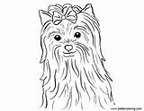 Coloring Yorkie Pages Puppy Printable Kids Adults sketch template