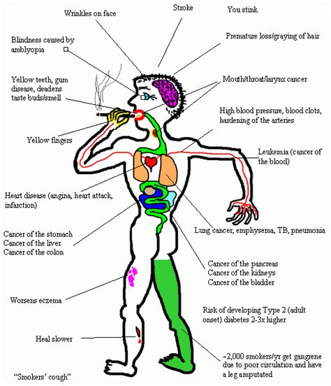 Effects Of Smoking