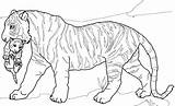 Tiger Coloring Pages Cub Adult Lion Realistic Bengal Cubs Mandala Baby Tigers Print Printable Color Lions Kids Getdrawings Colorings Animal sketch template