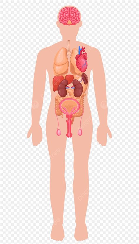 gambar organ struktur manusia medis clipart manusia tubuh manusia organ png  vektor