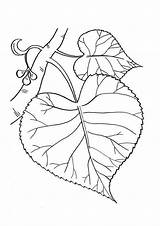 Coloring Pages Leaves Tree Bark Template Coloringtop sketch template