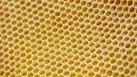 secrets  bee honeycombs revealed news cardiff university