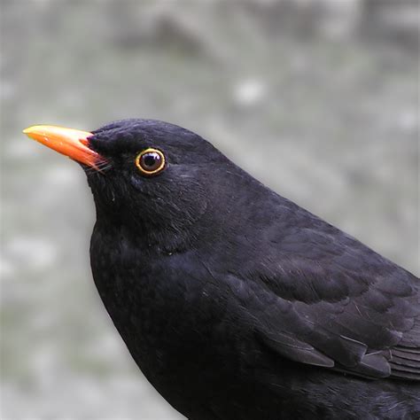 blackbird simplicated