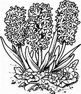 Colorat Zambile Jacinthe Flori Desene Planse Imagini Liliac Ludinet Fleurs Coloriage Ro Poze sketch template