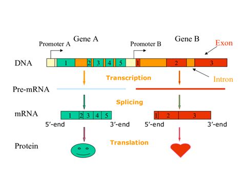 diagram dna diagram gene mydiagramonline