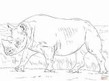 Coloring Pages Rhinoceros Rhino Rhinos Printable Color Animals Safari African Popular Comments sketch template