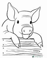 Pig Coloring Pages Farm Printable Kids Animal Books Sheets Cute Cartoon Print Color Colouring Animals Adult Fat Raisingourkids Face Cow sketch template