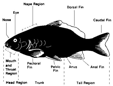 fish disease diagnosis