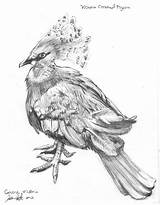 Pigeon Crowned sketch template
