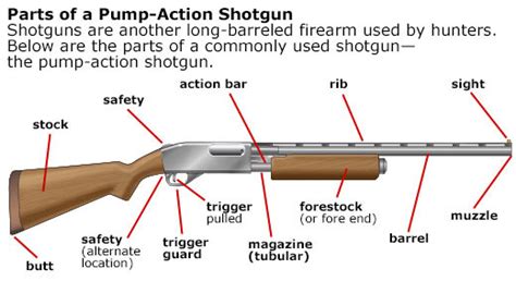 parts   pump action shotgun diagram quizlet
