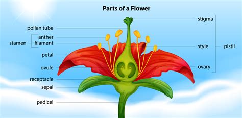 Parts Of A Flower Download Free Vectors Clipart
