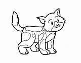 Stray Cat Coloring Coloringcrew sketch template