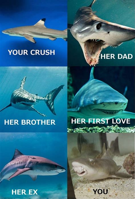 15 shark memes you can sink your teeth into shark jokes shark