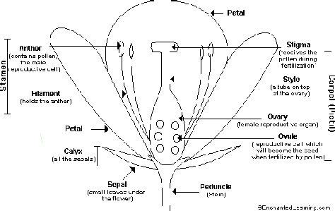 science parts  flower labelled diagram cc parts   flower flower anatomy plant