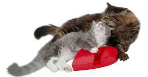 Romantic Cats Valentines Day Album On Imgur